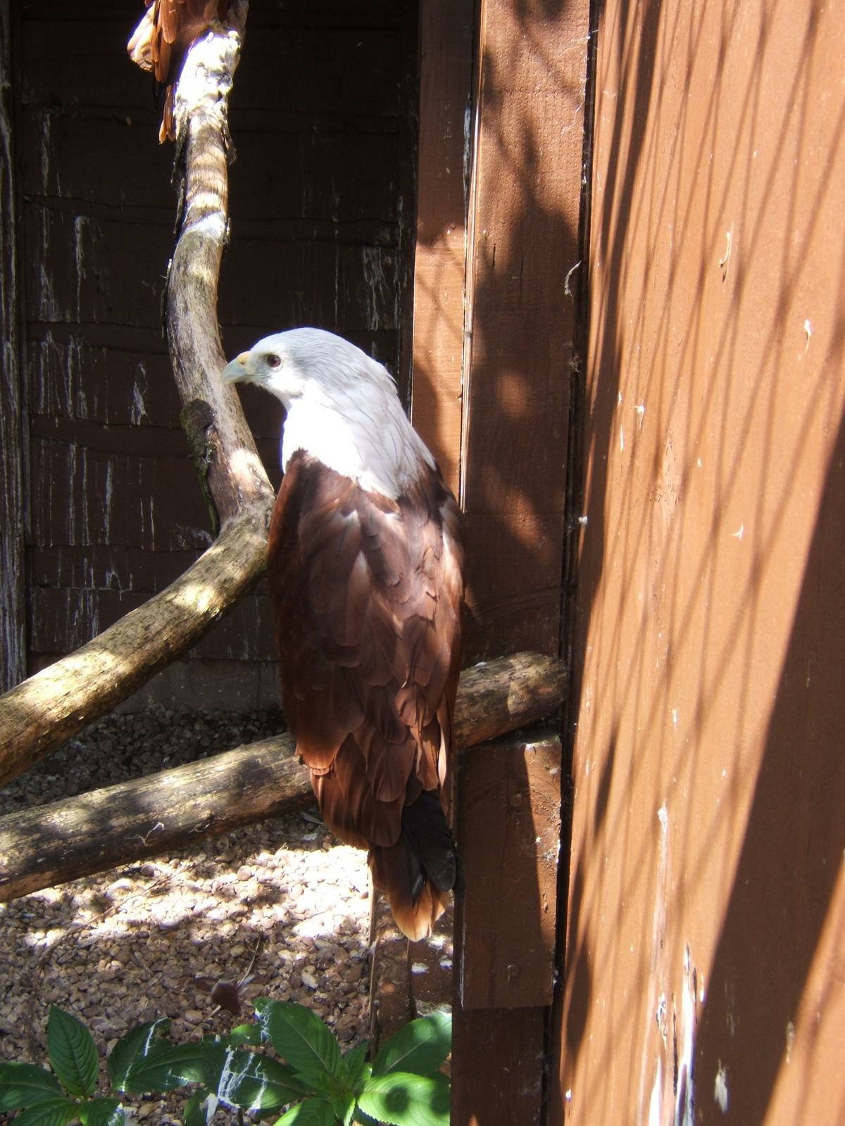 Brahminy Kite