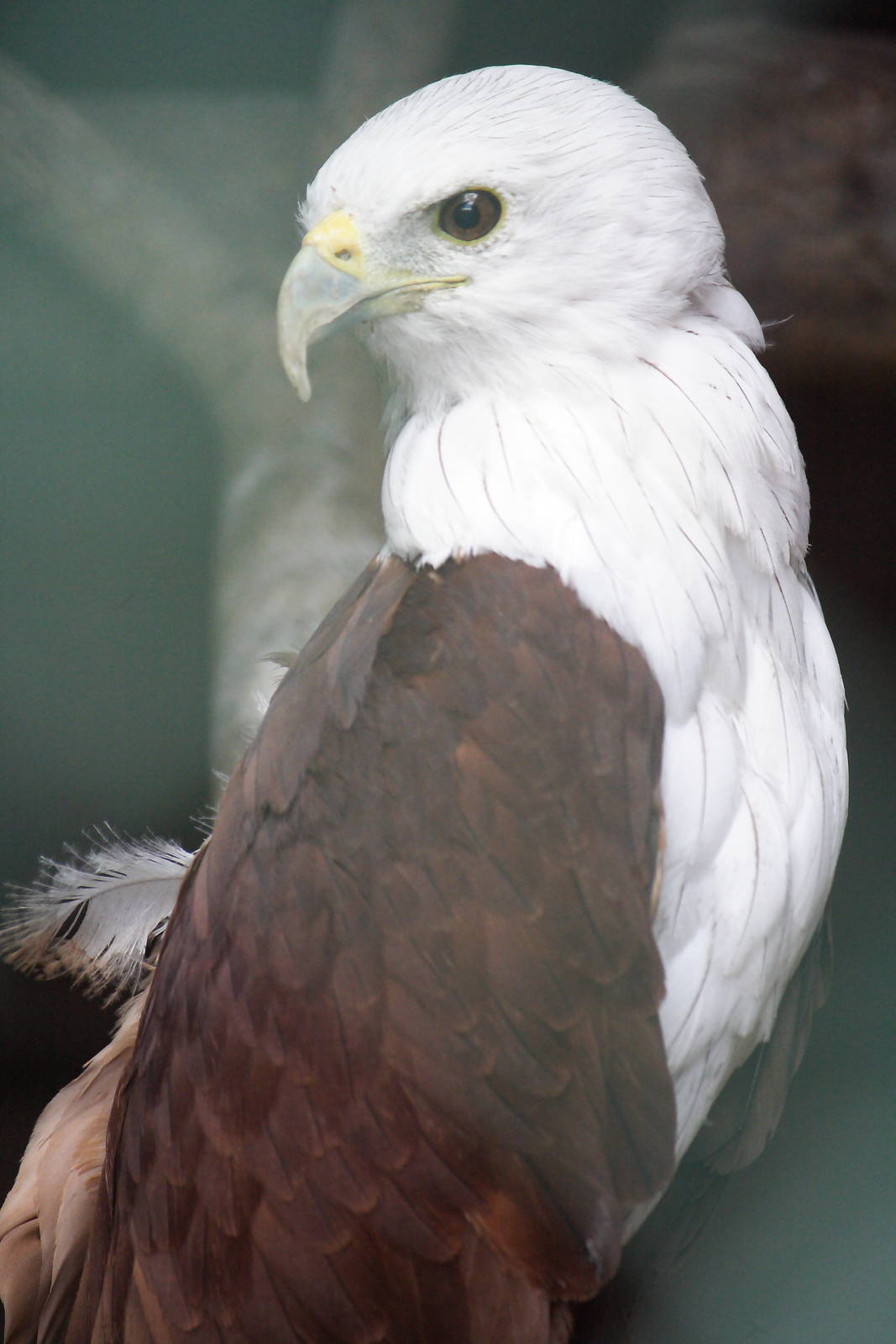 Brahminy kite
