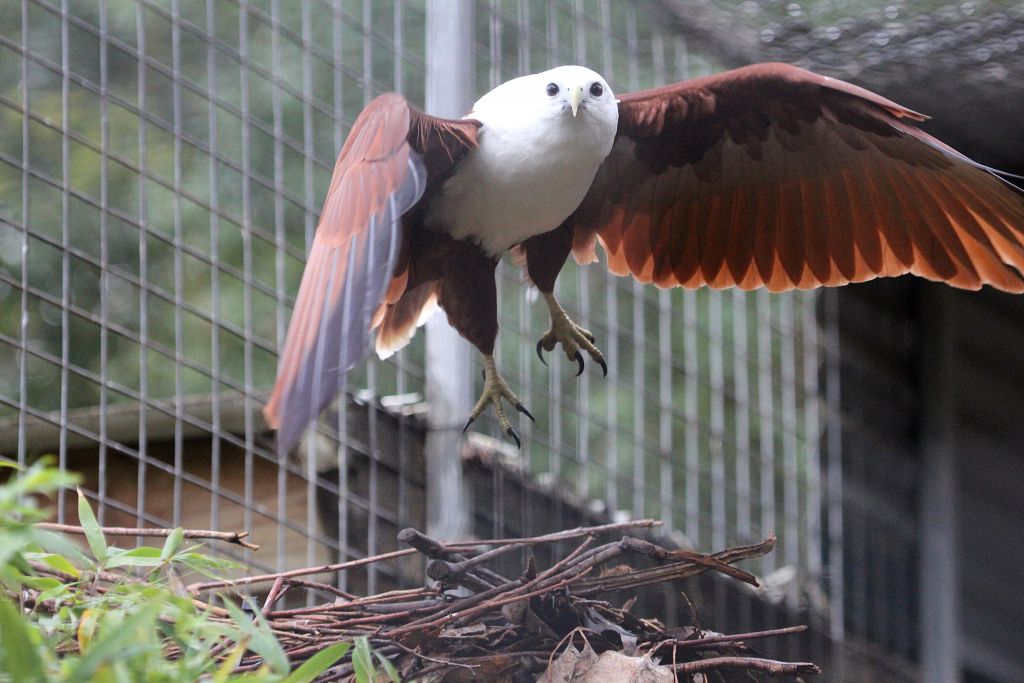 Brahminy Kite