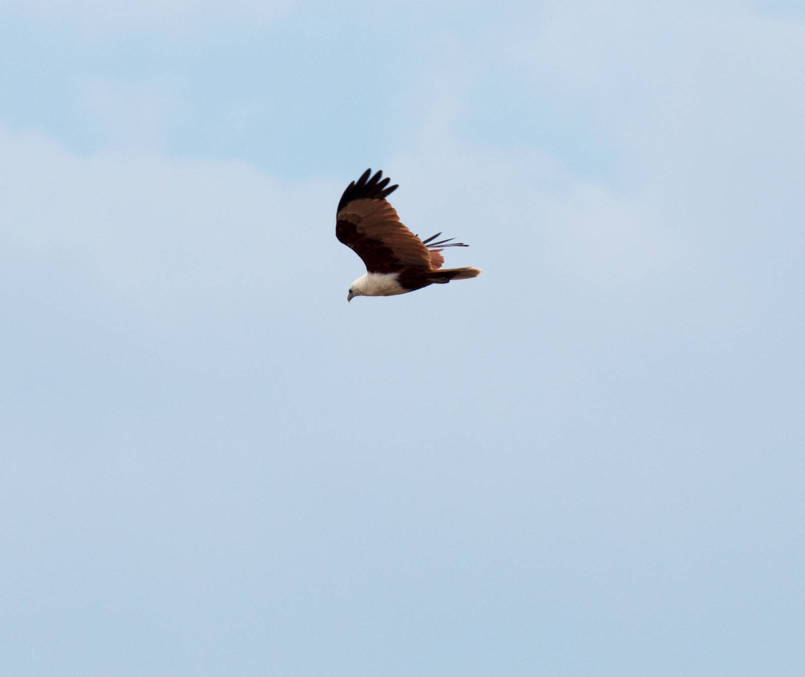 Brahminy Kite