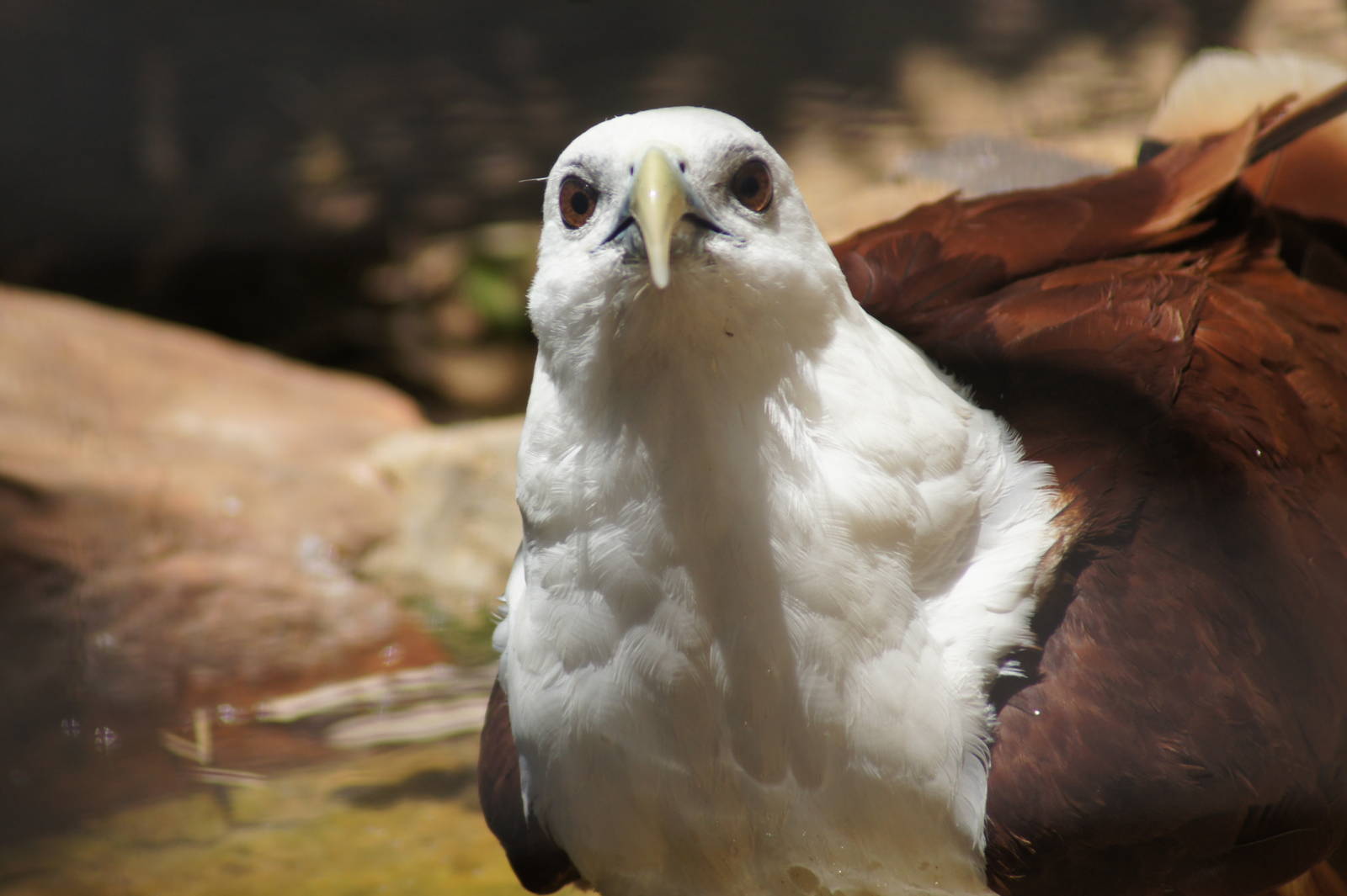 Brahminy kite