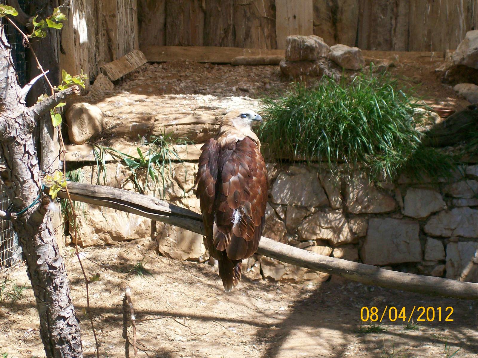 Brahminy kite