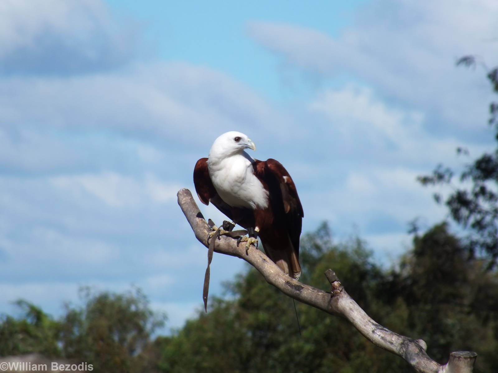 Brahminy Kite
