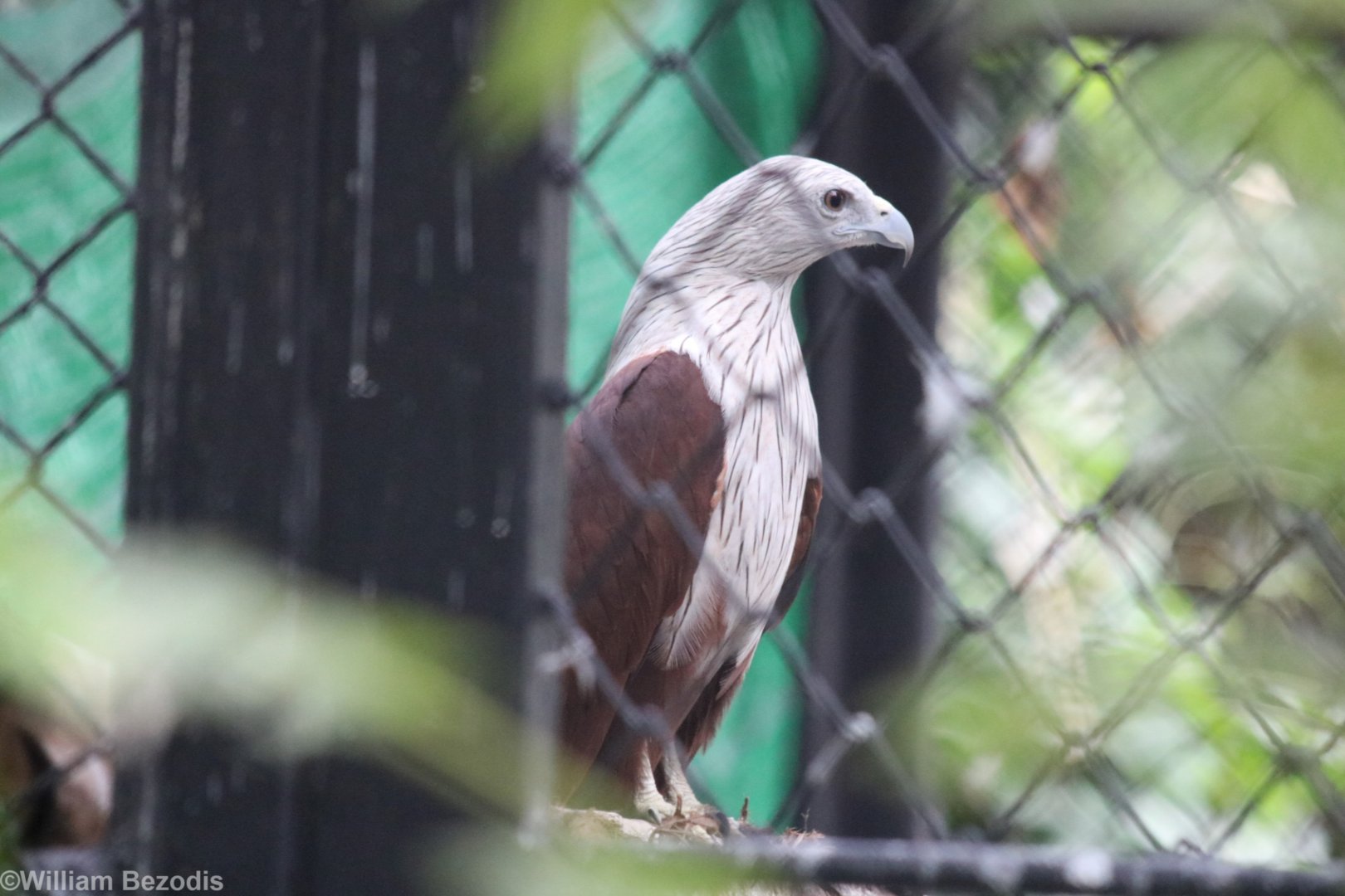 Brahminy Kite