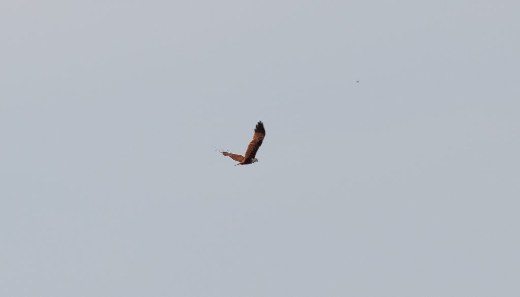 Brahminy Kite