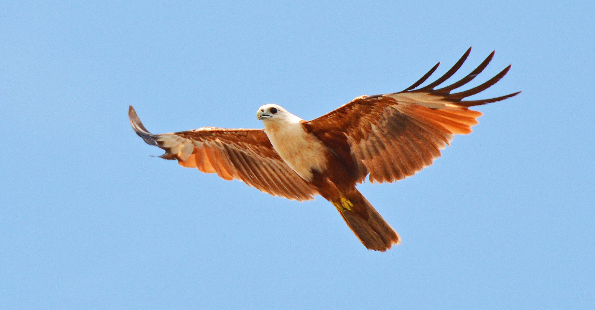Brahminy kite