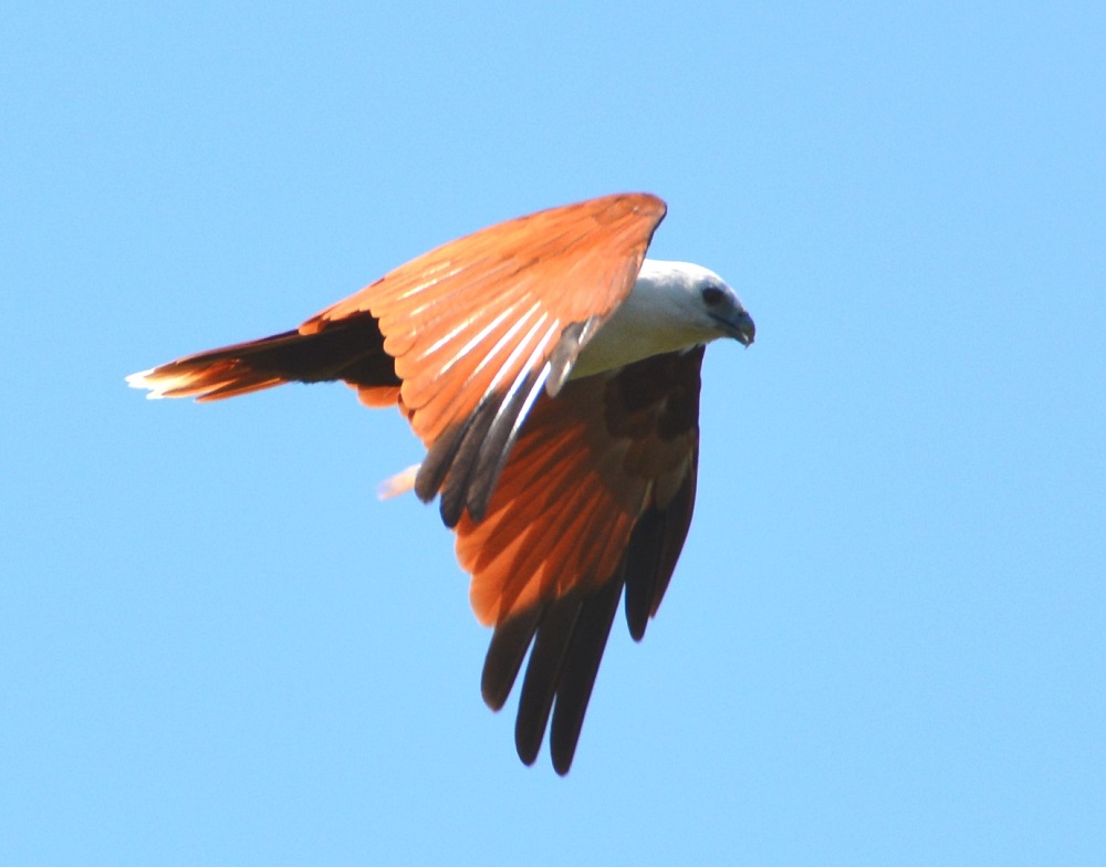 Brahminy kite