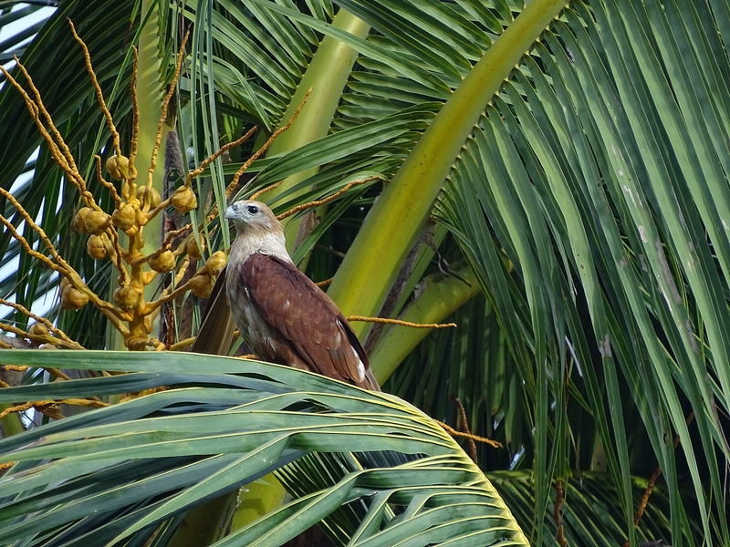 Brahminy Kite