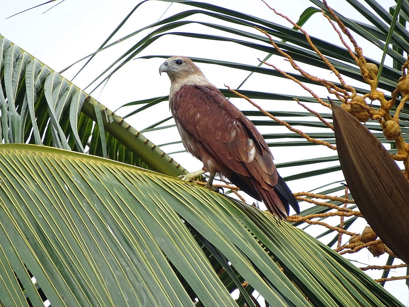 Brahminy Kite