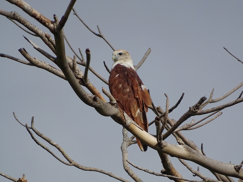 Brahminy Kite