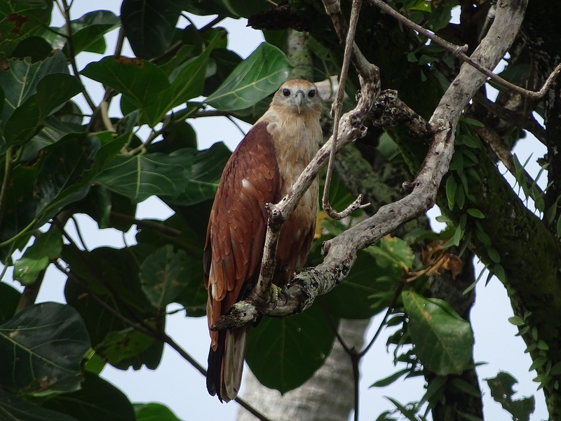 Brahminy Kite
