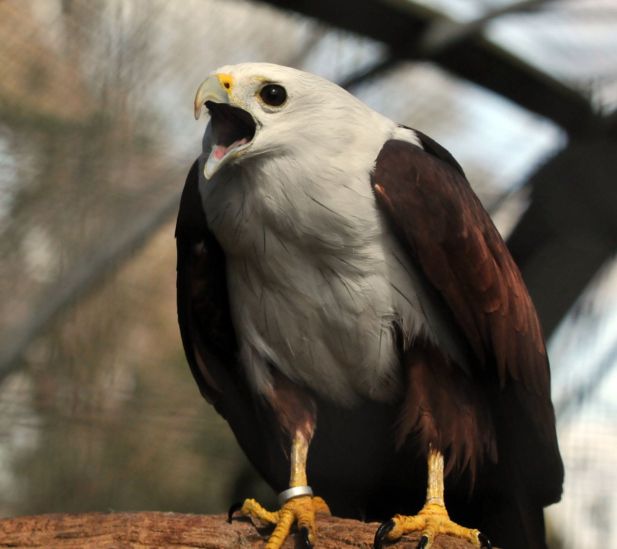 Brahminy Kite