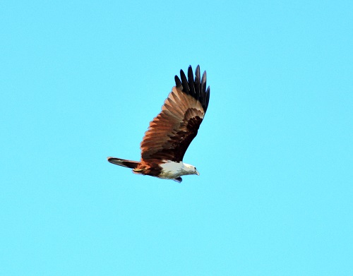 Brahminy kite