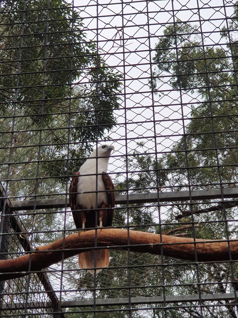 Brahminy Kite