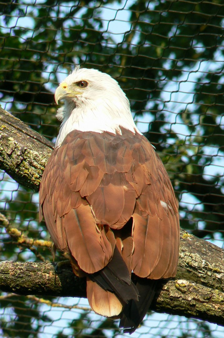 Brahminy kite