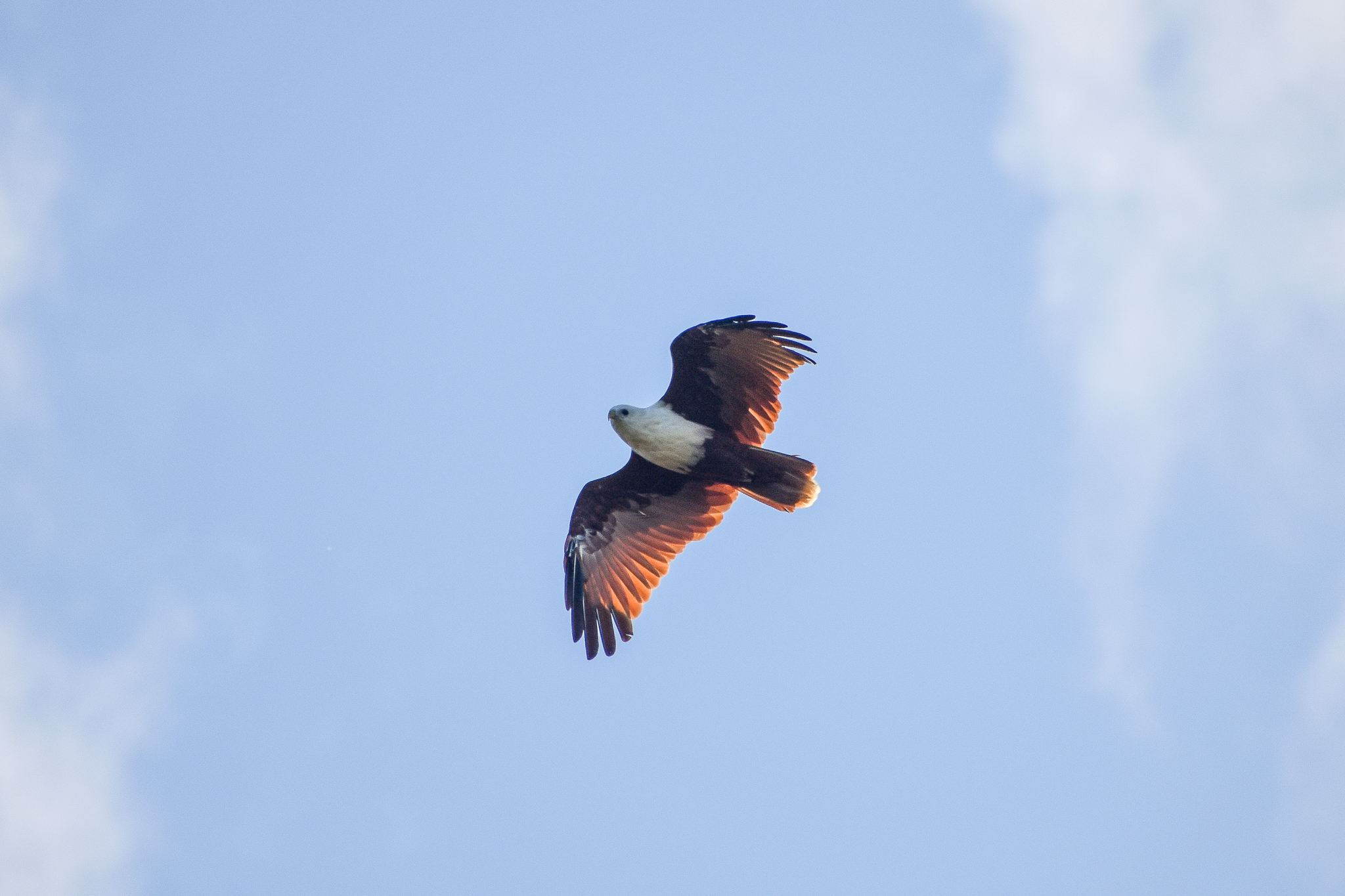 Brahminy Kite