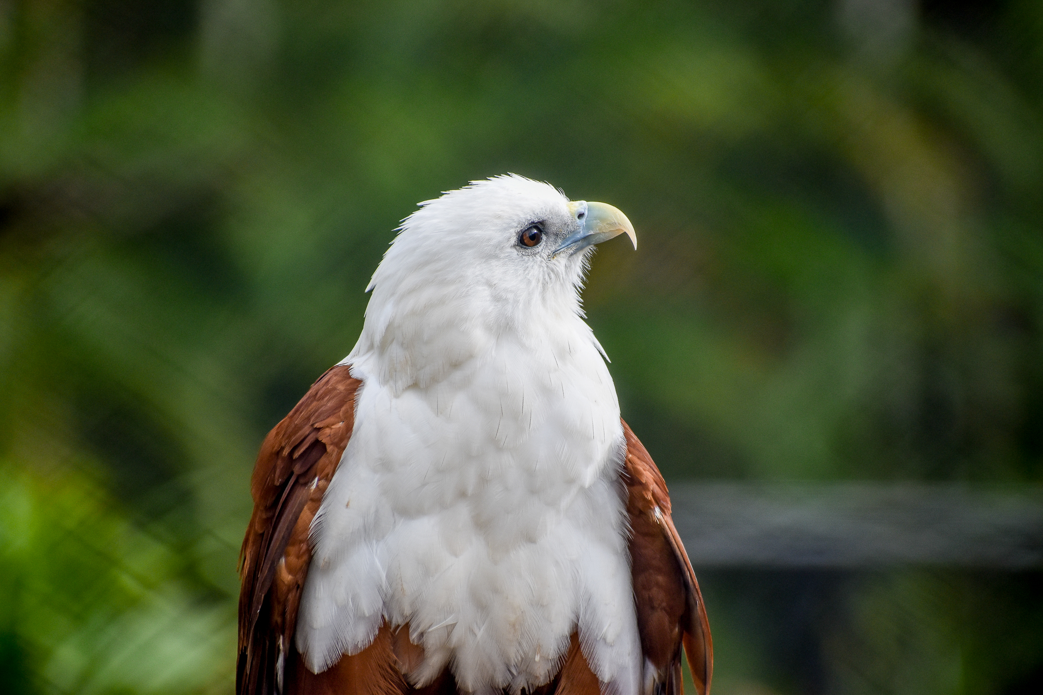Brahminy Kite