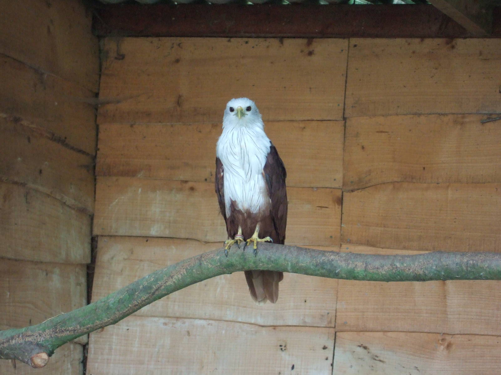 Brahminy Kite