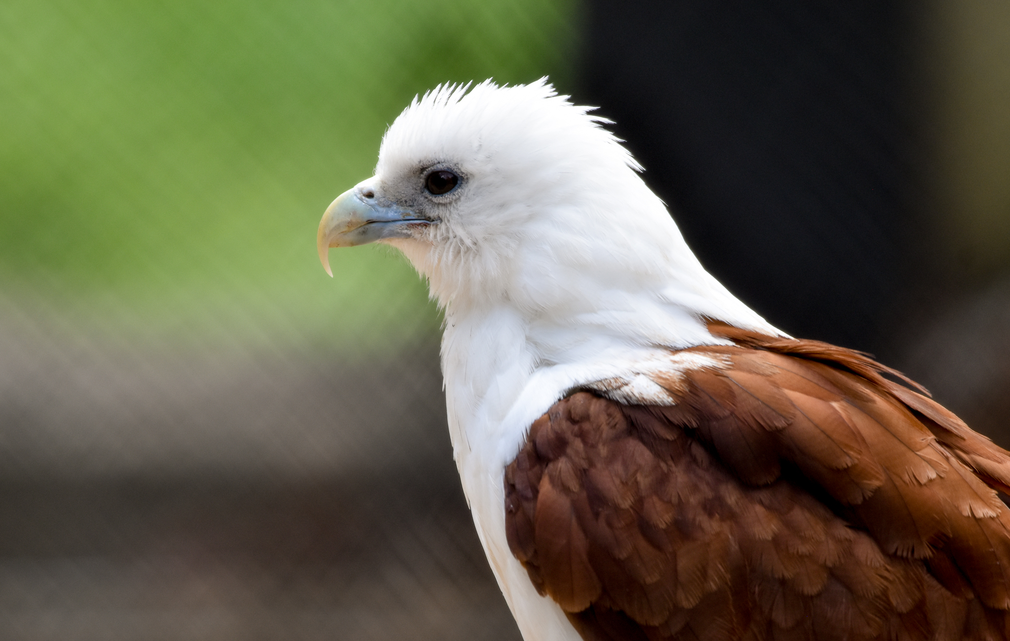 Brahminy Kite
