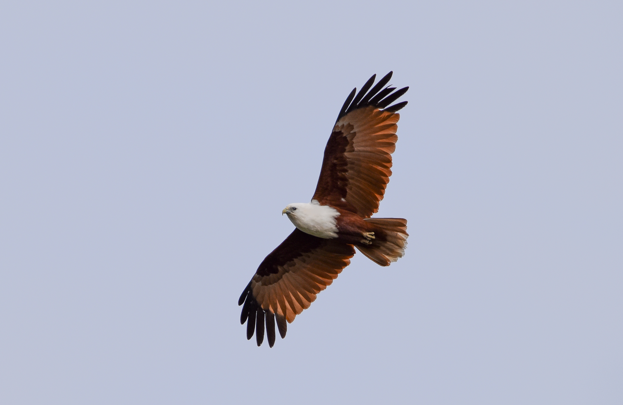 Brahminy Kite