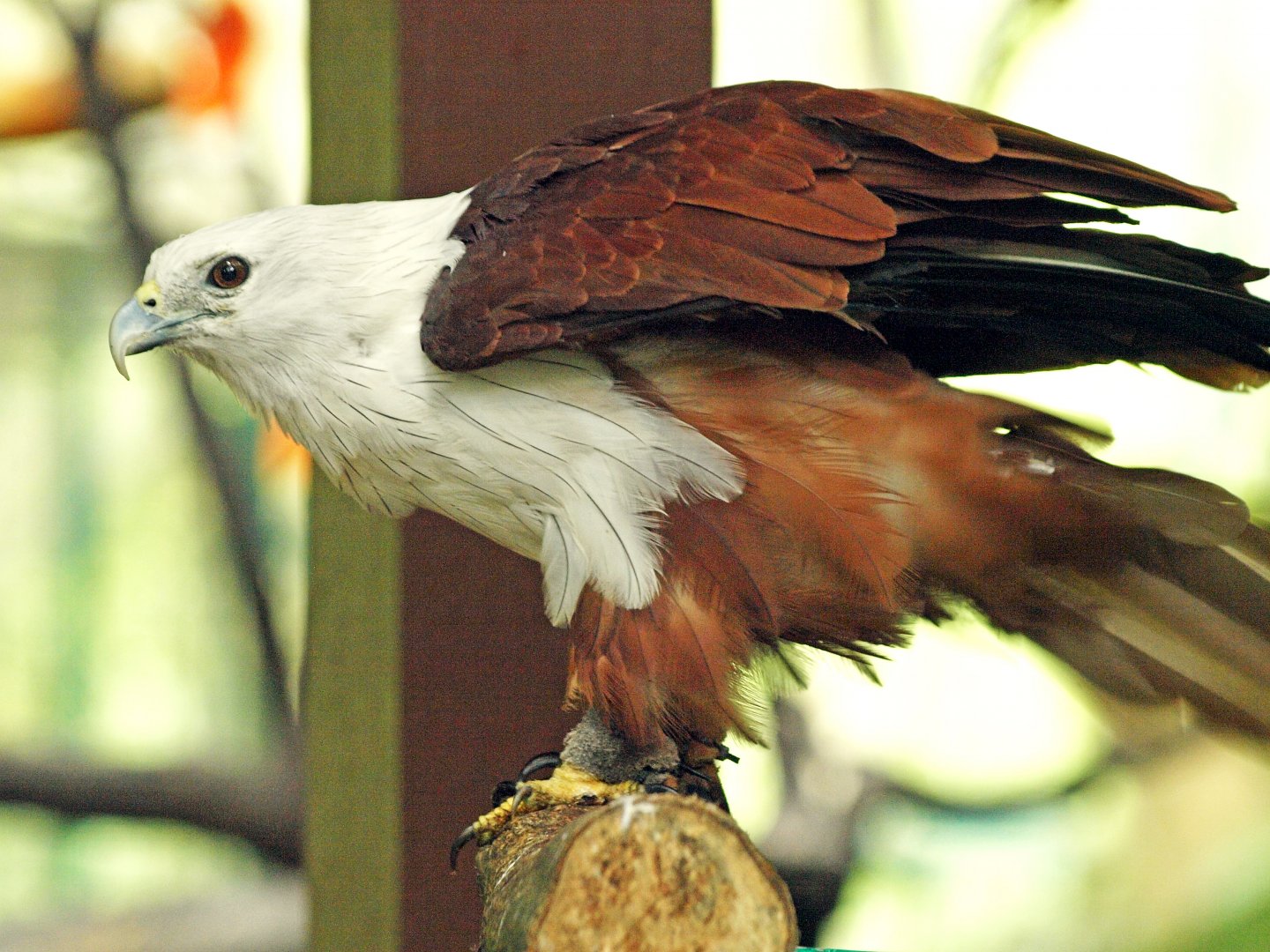 Brahminy kite