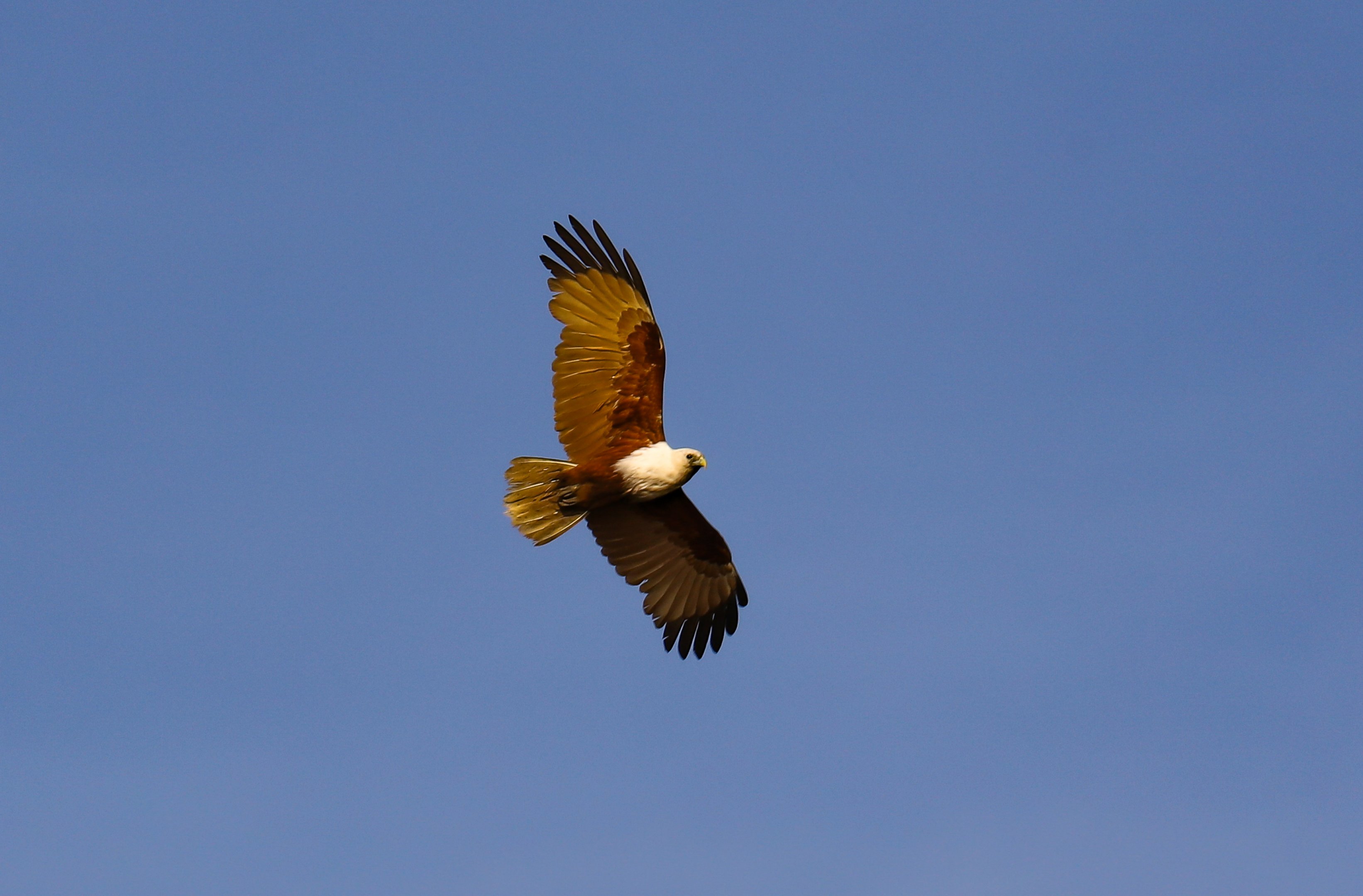 Brahminy Kite