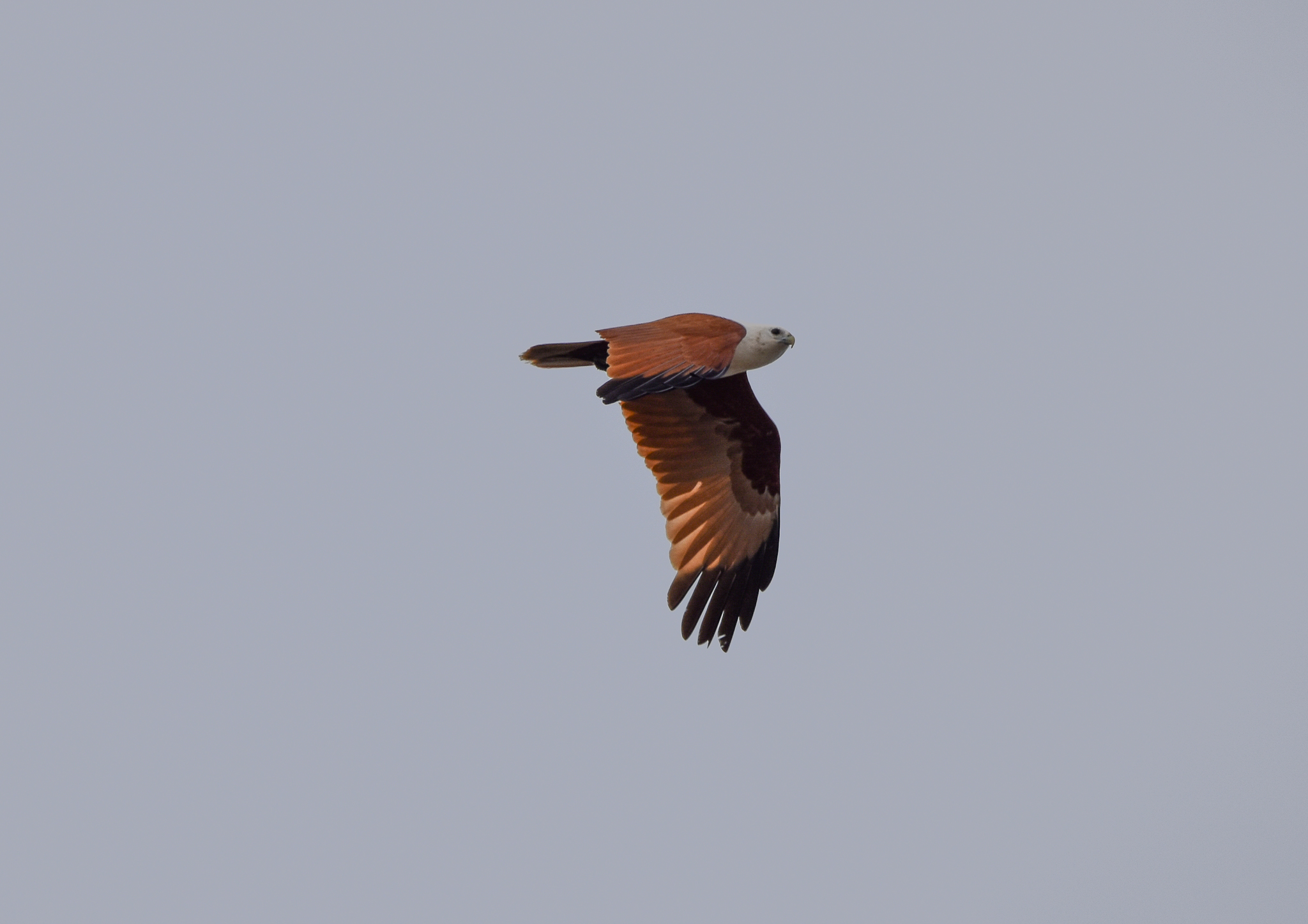 Brahminy Kite
