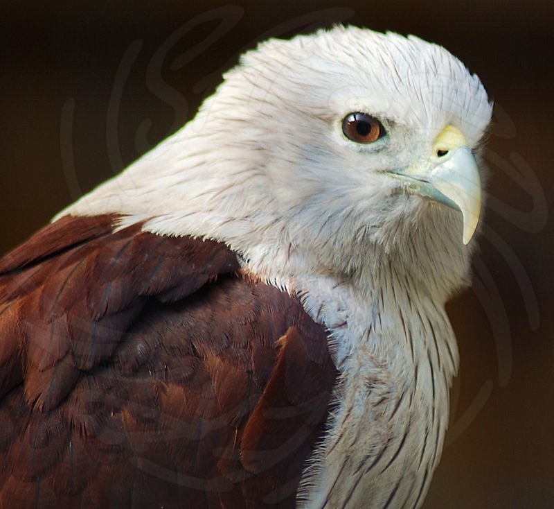 Brahminy Kite