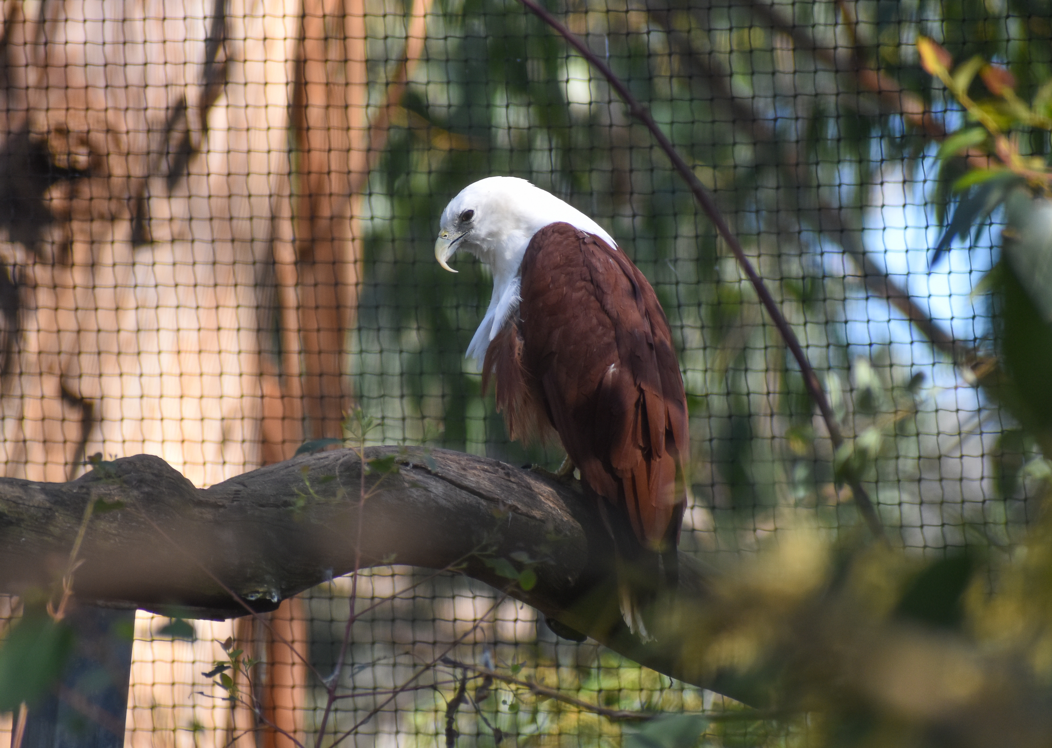 Brahminy Kite