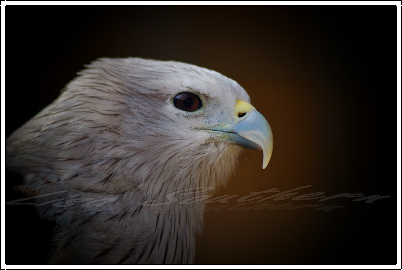 Brahminy Kite