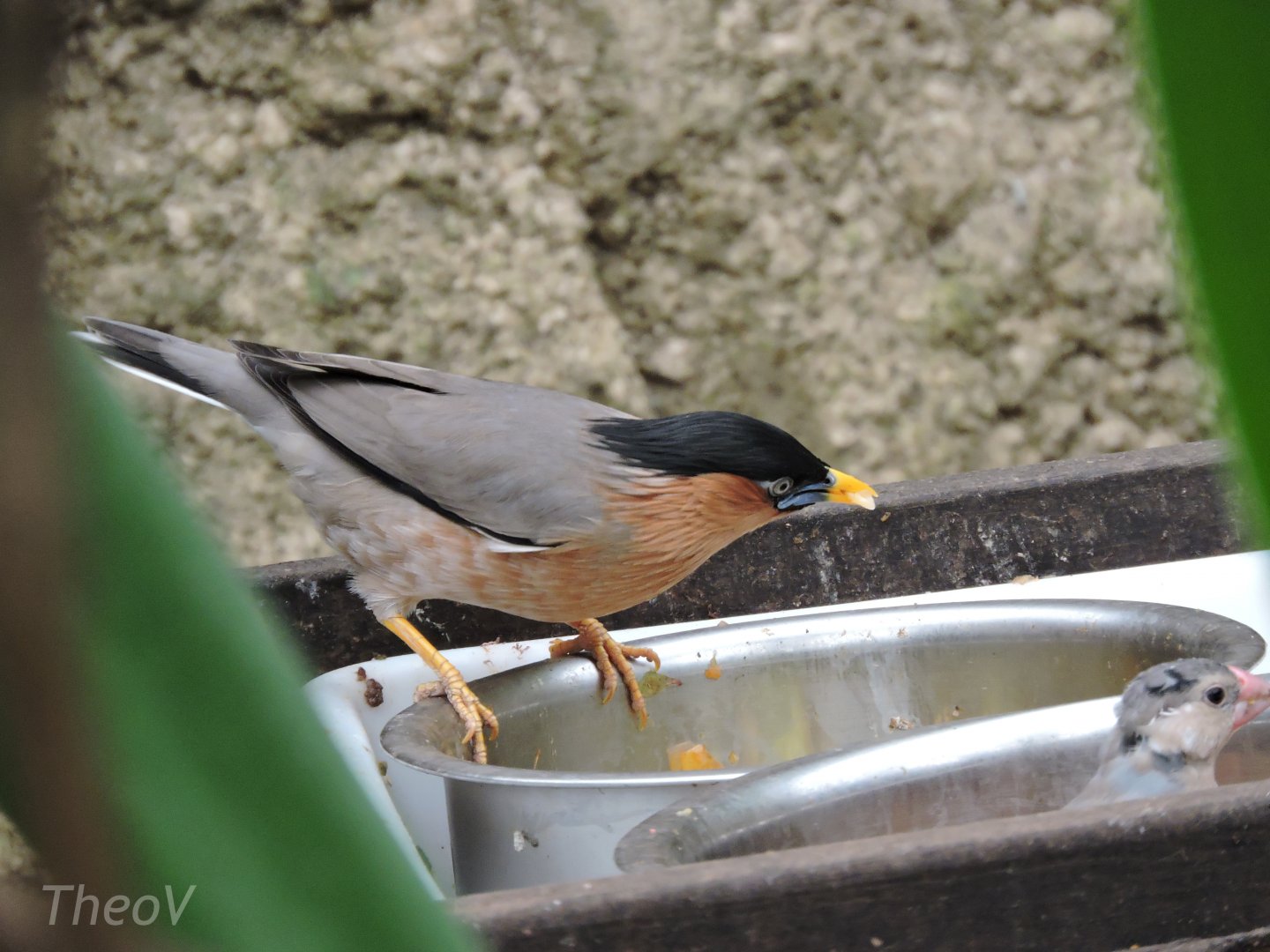 Brahminy myna [2015]