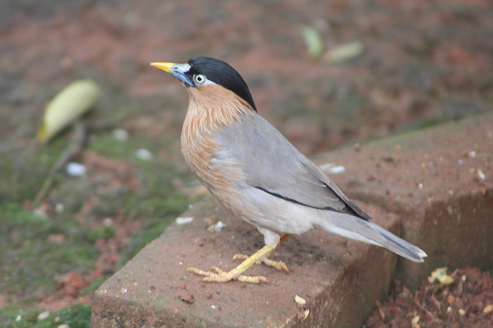 Brahminy myna (Sturnia pagodarum) - Jakarta Bird Land