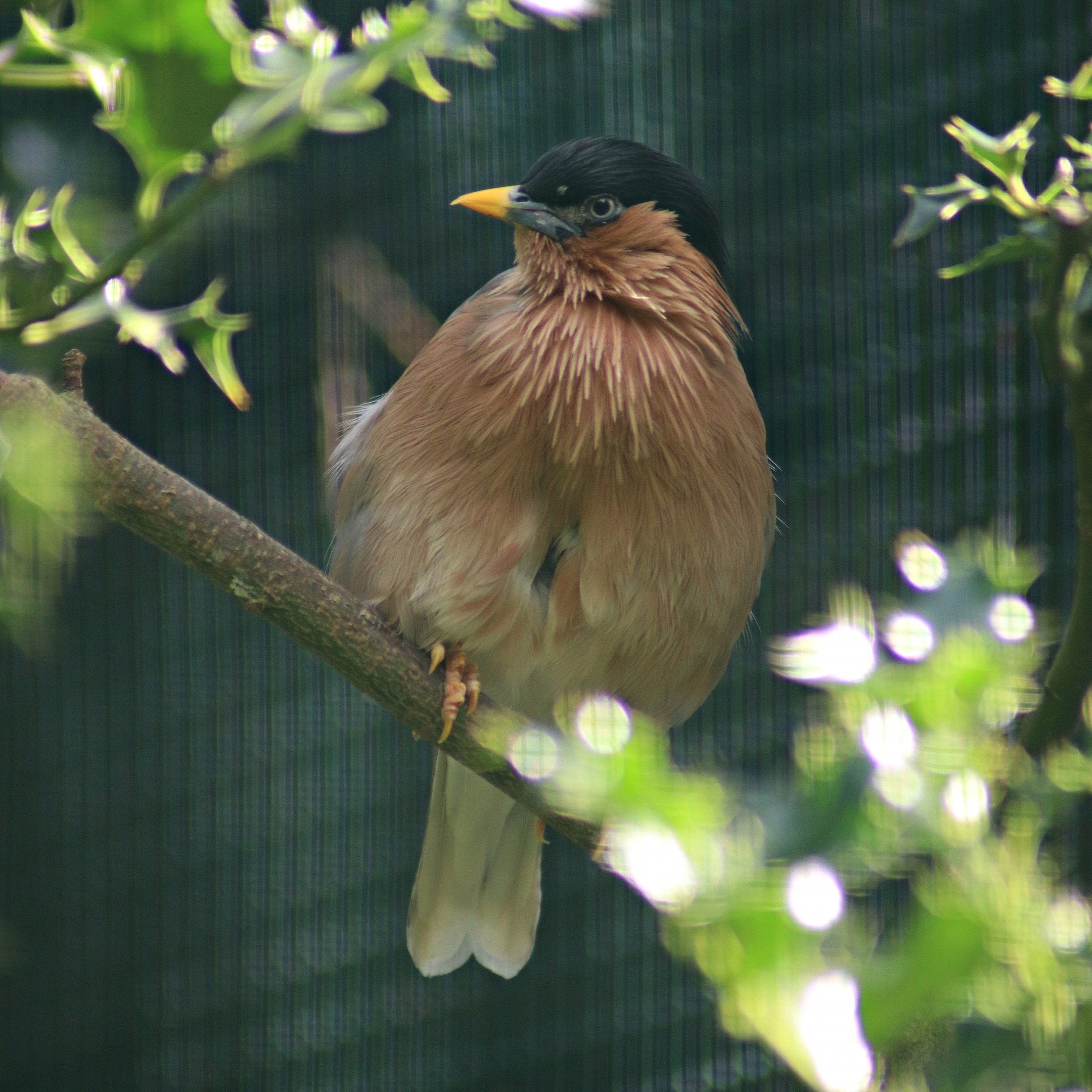 Brahminy myna (Sturnia pagodarum)