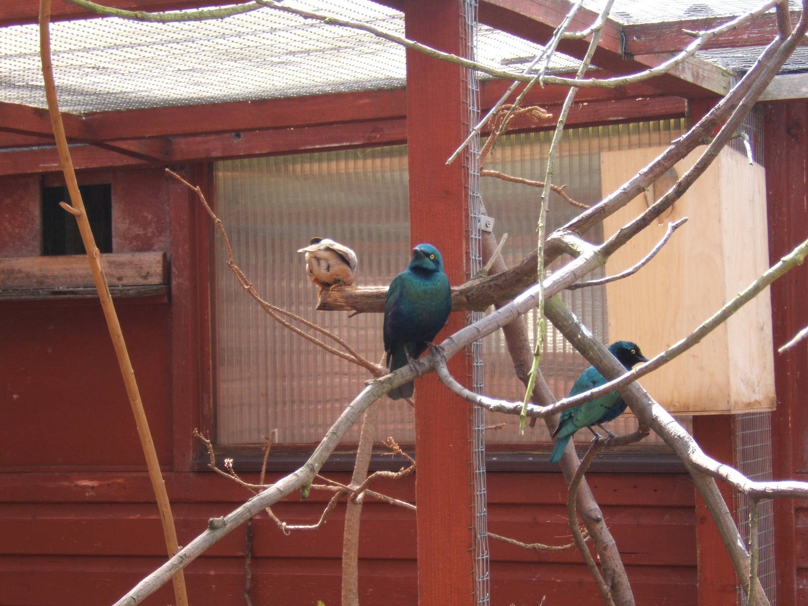 Brahminy Mynah and Blue-eared Glossy Starling