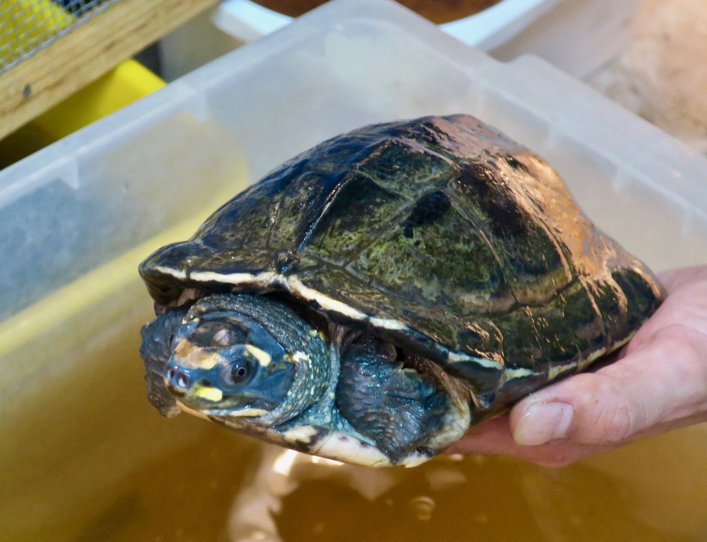 Brahminy River Turtle (Hardella thurjii)