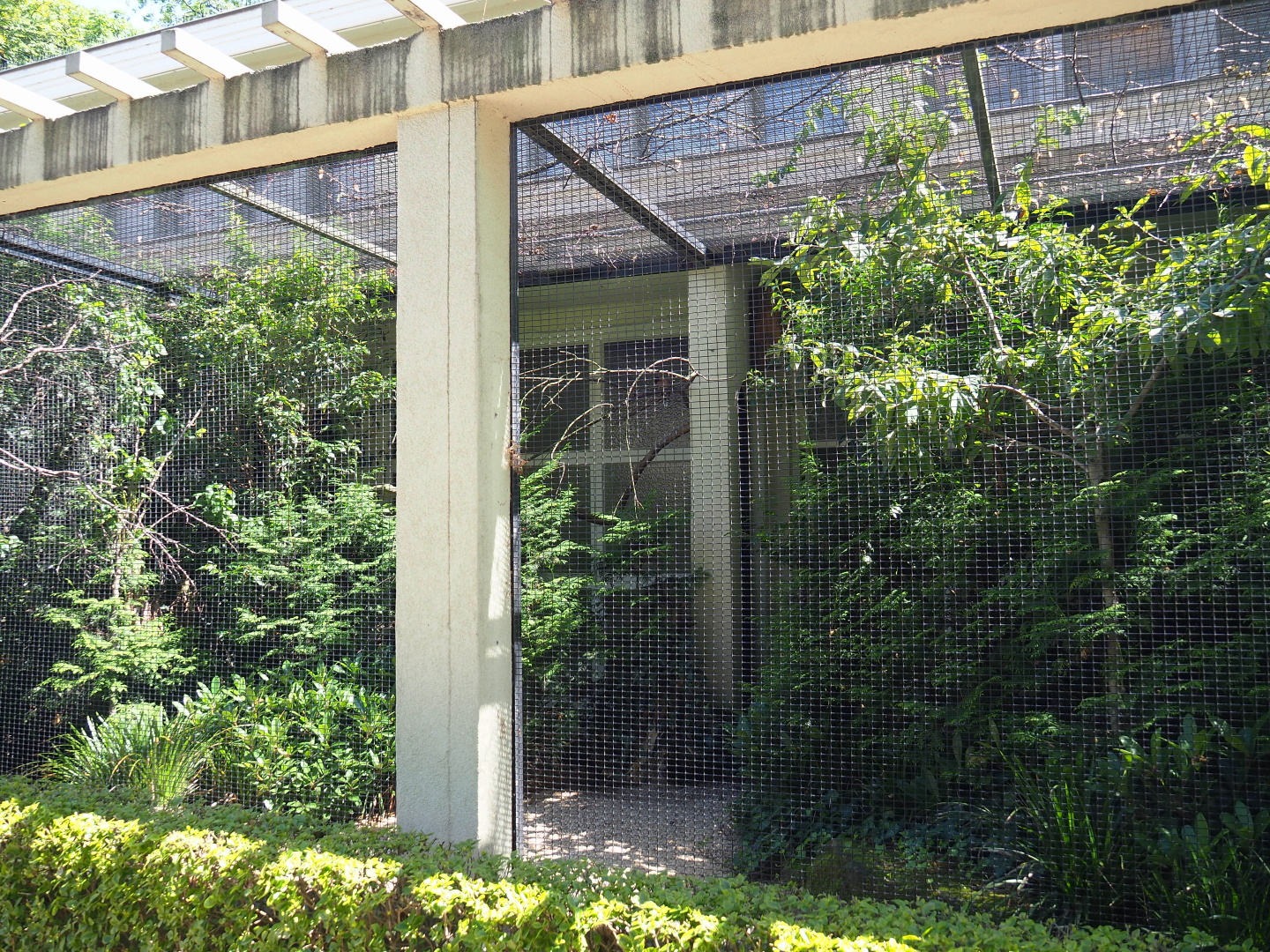 Brahminy starling and Vietnam pheasant aviary, 2021-07-17