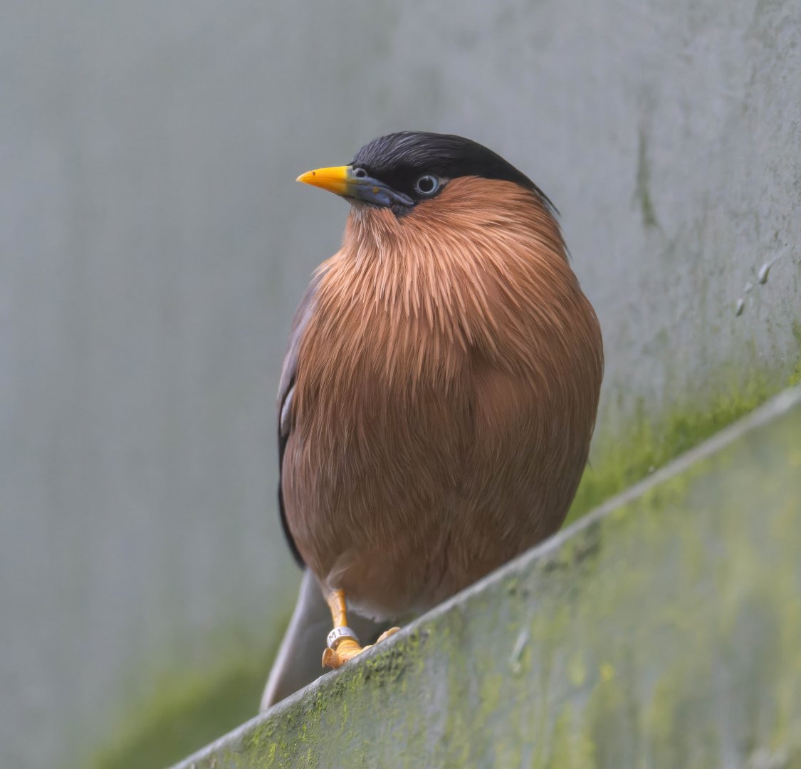 Brahminy starling, Beale Park, UK