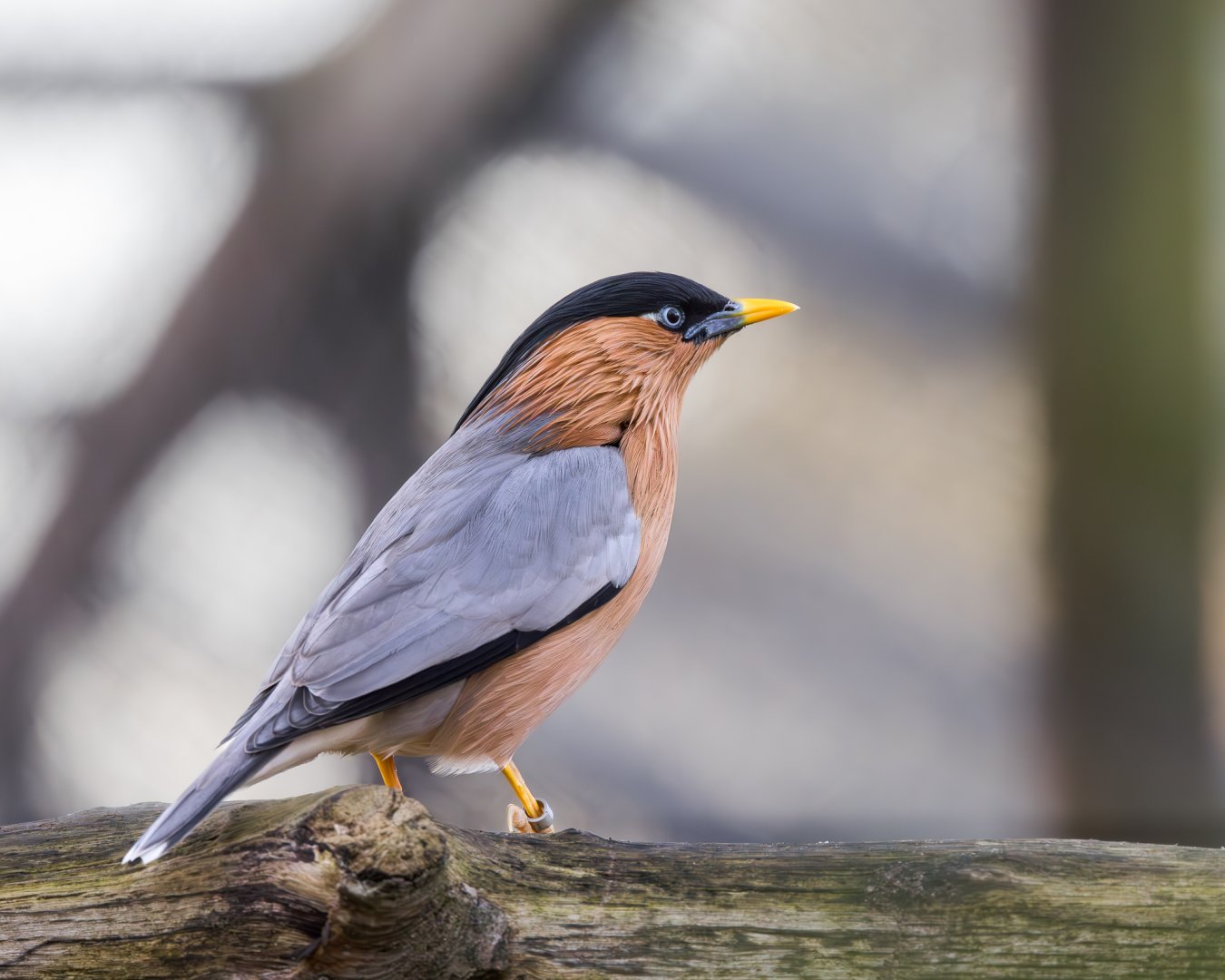 Brahminy starling / Hamerton / 27-11-24