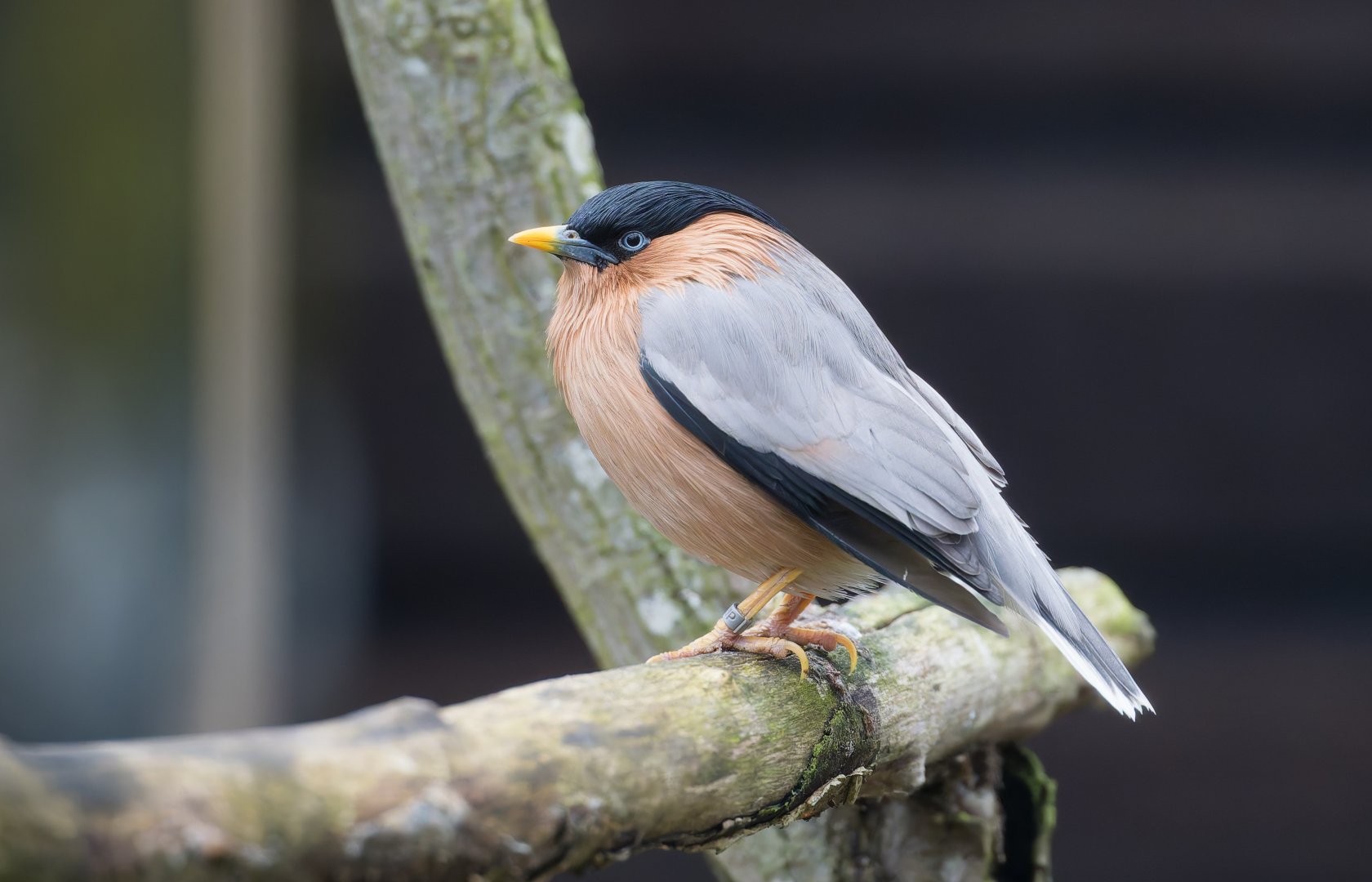 Brahminy Starling, Hamerton, UK
