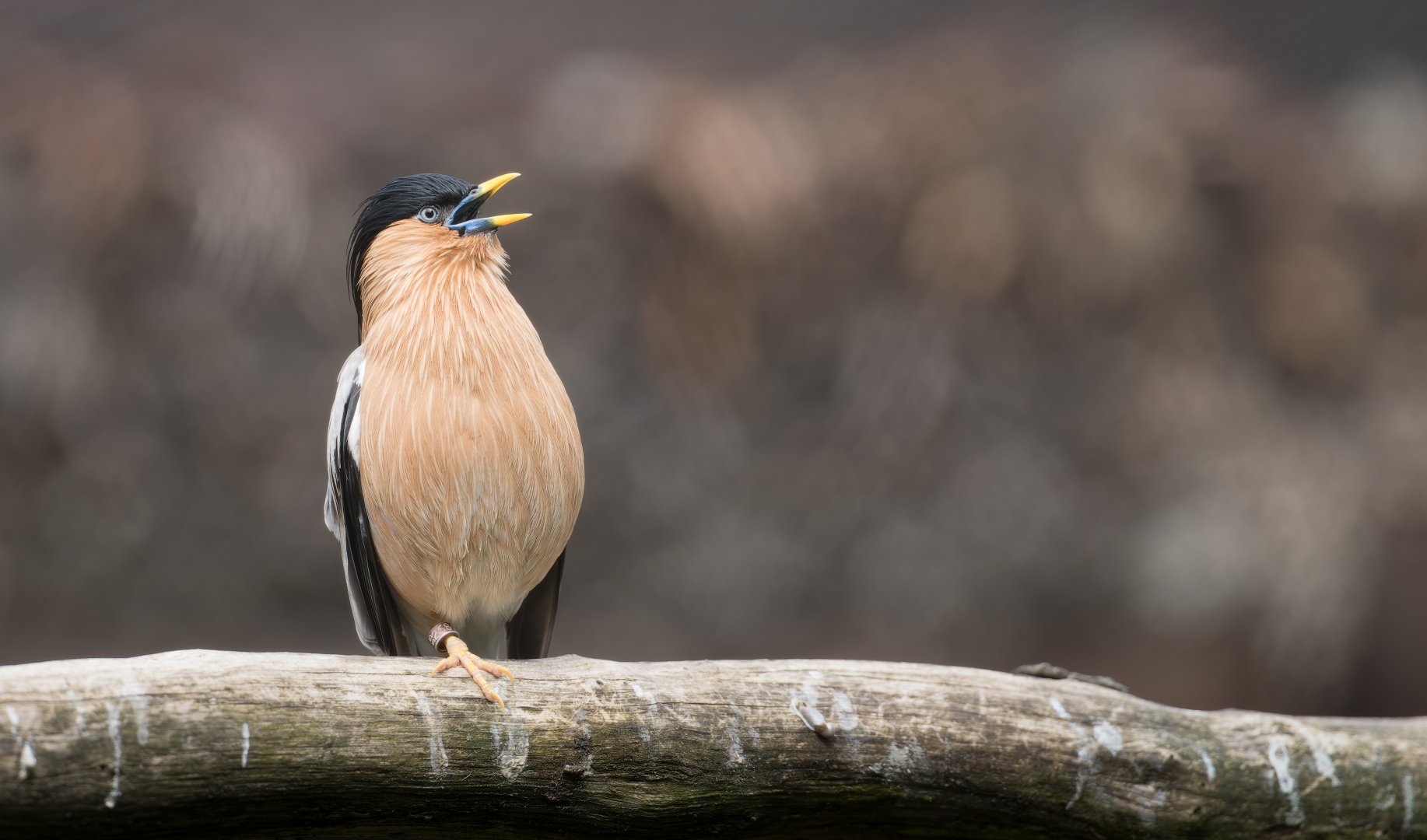 Brahminy Starling, Hamerton, UK
