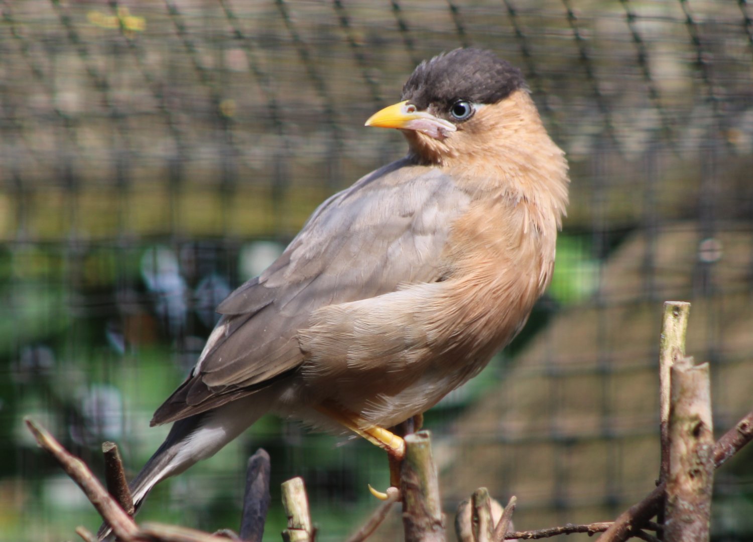 Brahminy starling - juvenile