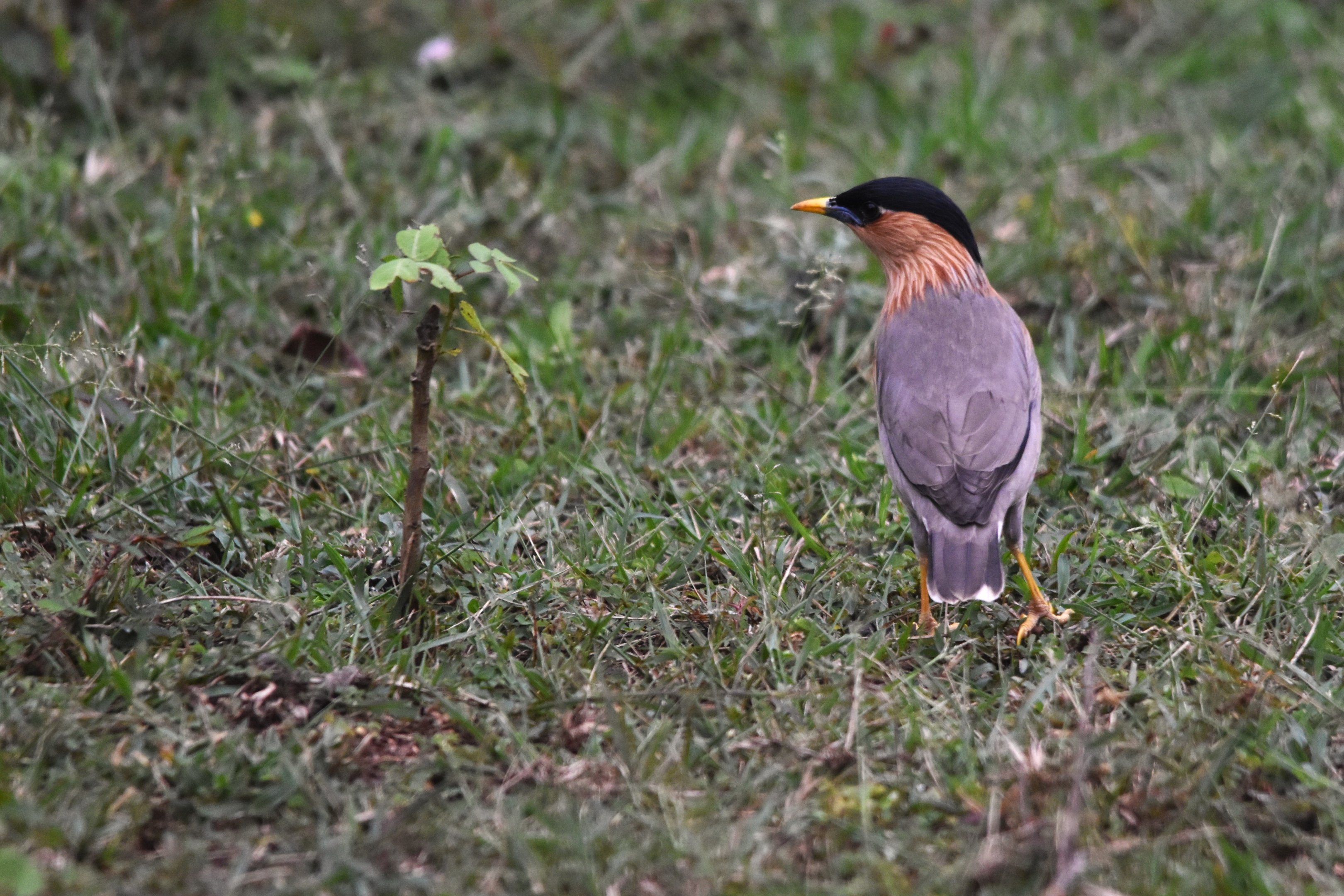 Brahminy Starling, Nagarahole Tiger Reserve, 20th November 2024