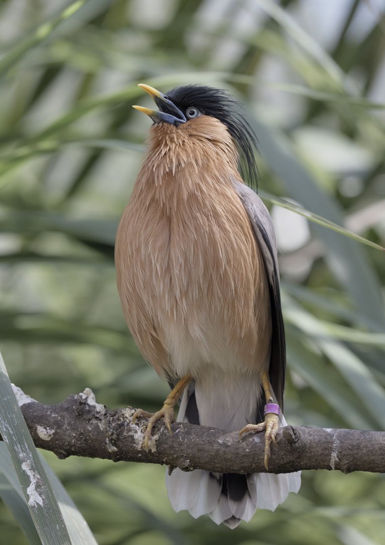 Brahminy starling singing