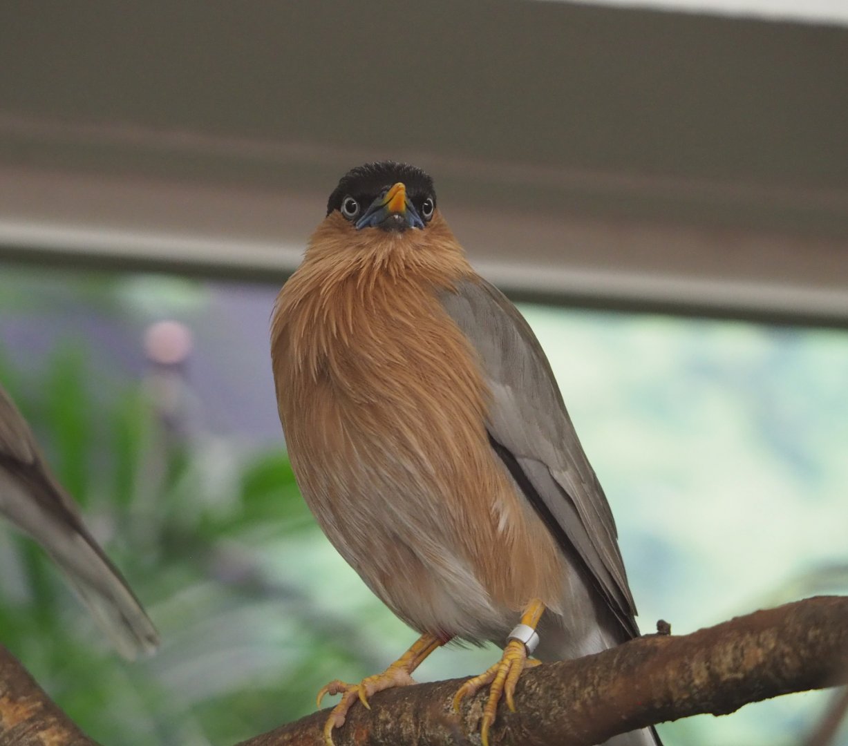 Brahminy starling (Sturnia pagodarum), 2020-06-28