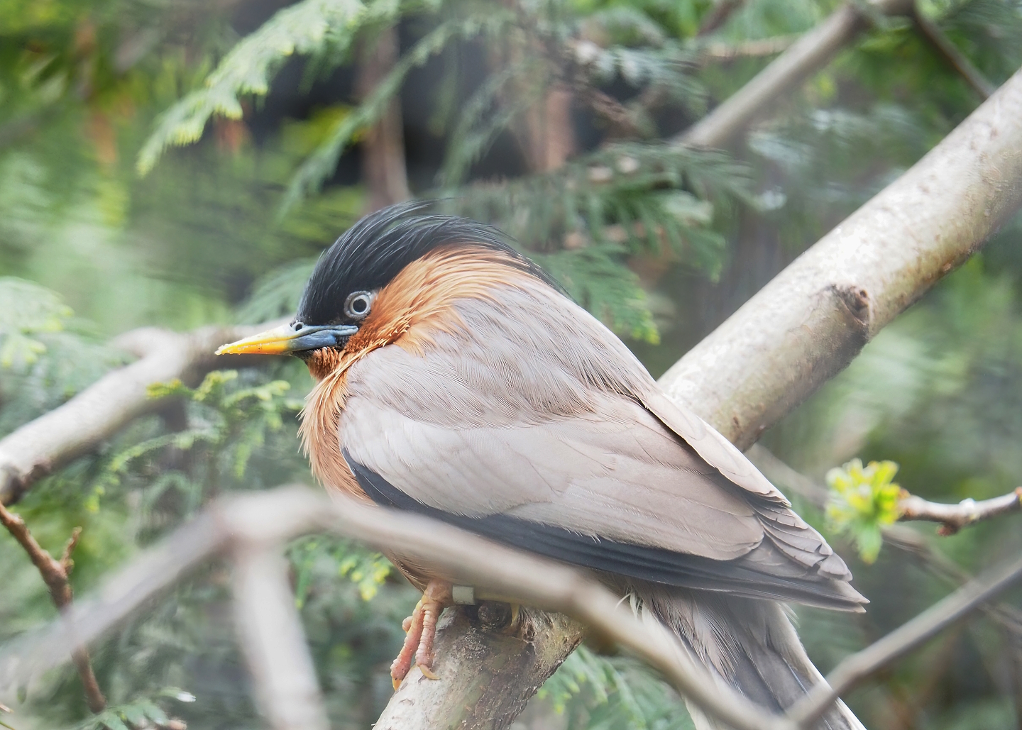 Brahminy starling (Sturnia pagodarum), 2023-04-08