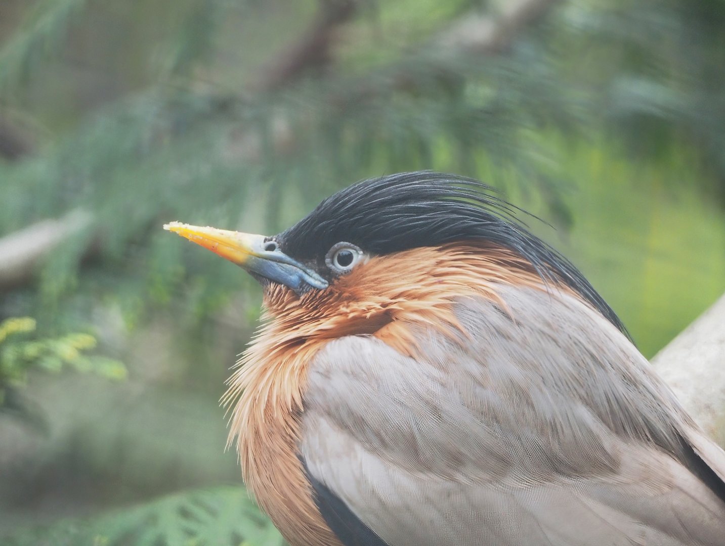 Brahminy starling (Sturnia pagodarum), 2023-04-08