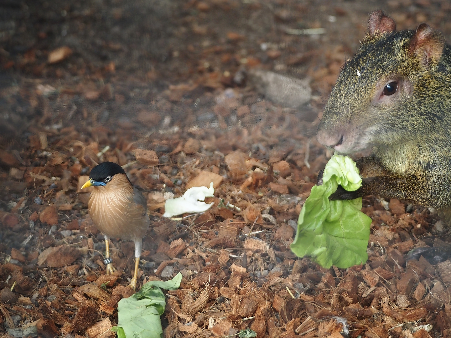 Brahminy starling (Sturnia pagodarum) and Azara's agouti (Dasyprocta azarae), 2025-09-01