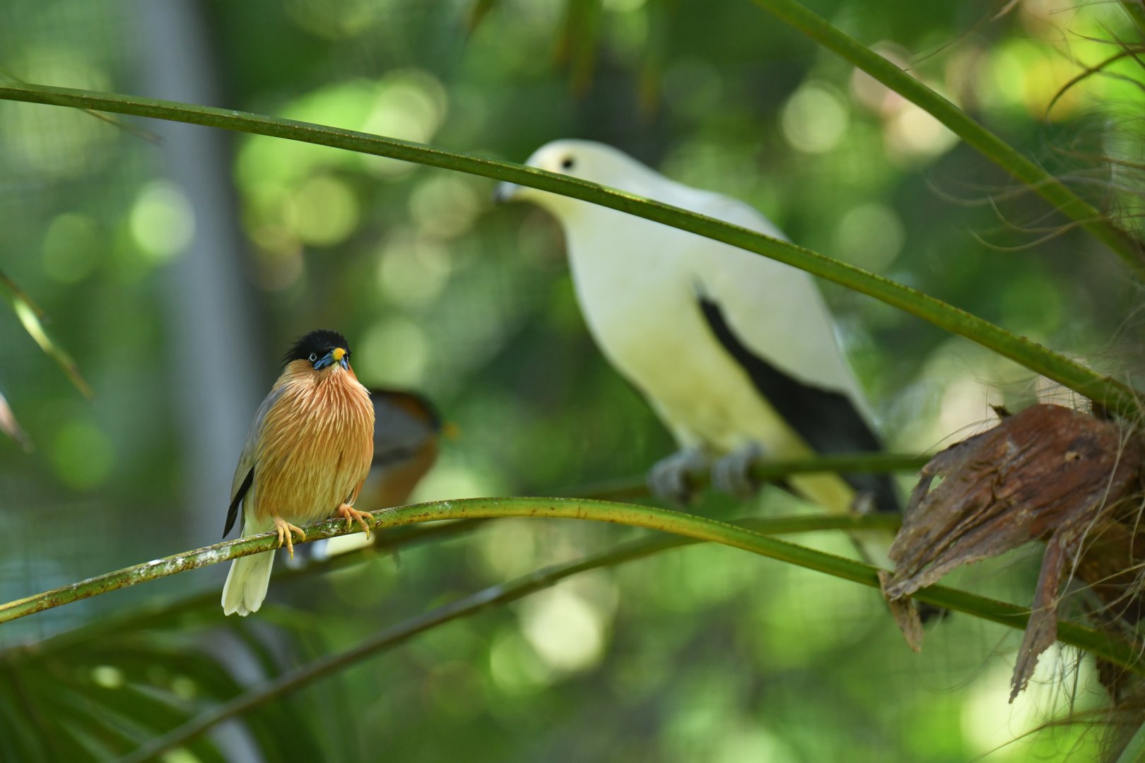 Brahminy Starling Sturnia pagodarum