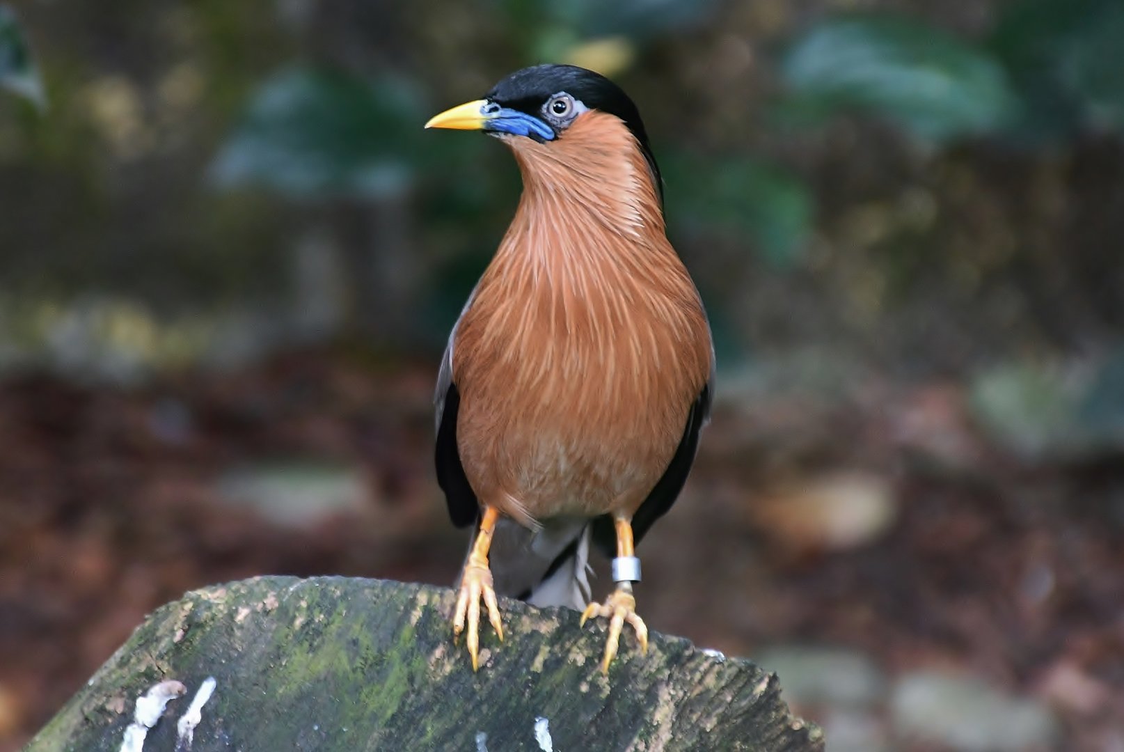Brahminy Starling (Sturnia pagodarum)