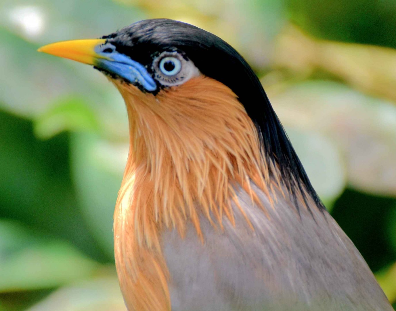 Brahminy Starling (Sturnia pagodarum)